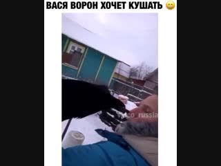 Вася ворон хочет кушать