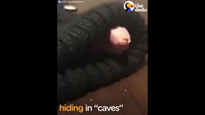 Птица, которая потеряла все перья, теперь так любима