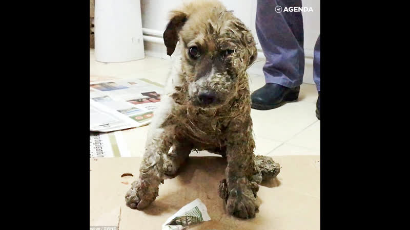 Невероятное спасение щенка