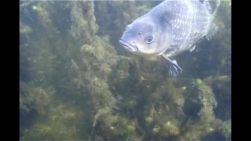 Подводная охота жизнь сазана жизнь сома