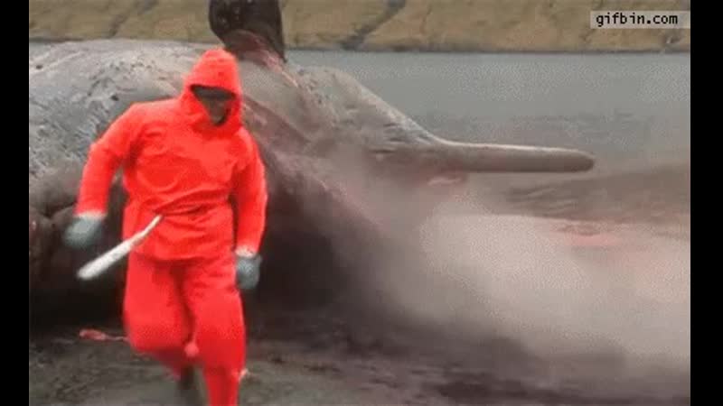Exploding sperm whale