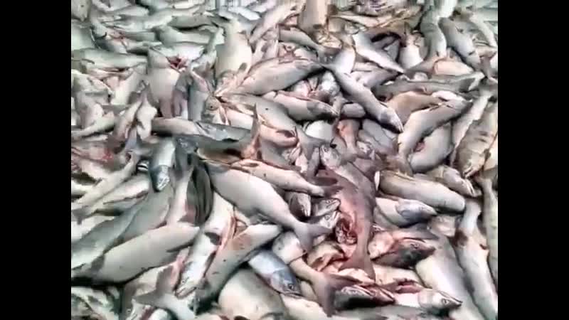 Рыба голод. Выброшенная рыба на Дальнем востоке. Выброшенная рыба на Камчатке. Фотографии выброшенная рыба кучи.