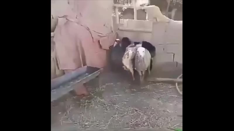 Циркач (vhs video)