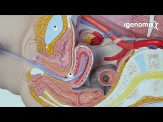 Endometrial biopsy for era test