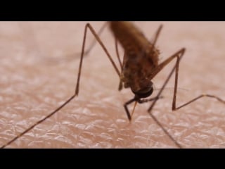 How mosquitoes use six needles to suck your porn deep look