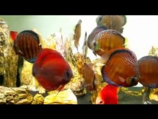 Super red royal curipera,blue face rose red,fire ruby от discus marketim