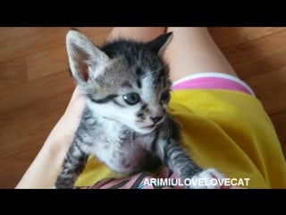 So cute baby kitten ★arimiulovelovecat