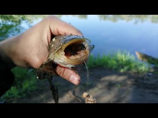 Видео от ильи гамаюнова