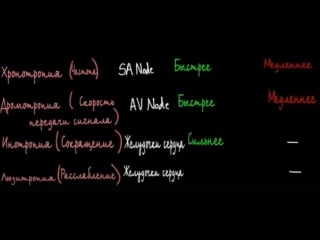 Влияния вегетативной нервной системы на сердце