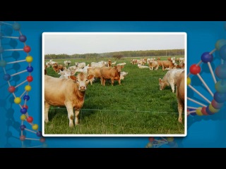 Биология 11 класс учение дарвина об искусственном отборе