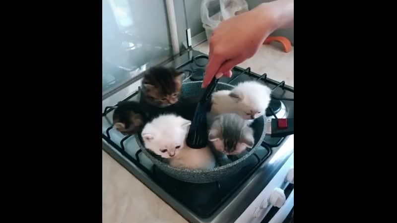 Готовим до румяной попки пушистый молодняк готов