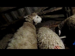 Девочка гладит овечку)))