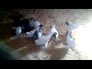 Монахи,крымцы,чайки