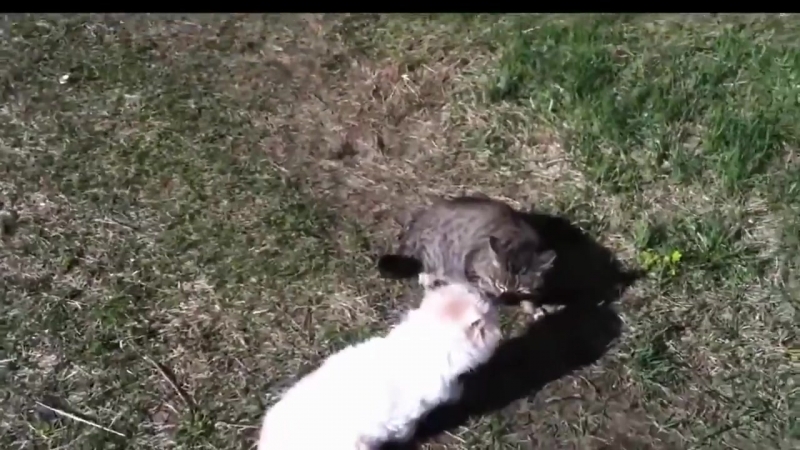 Шерстяной матерщинник