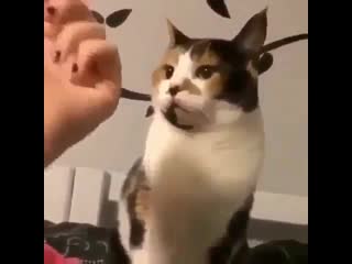 Don't show me that hooman!!