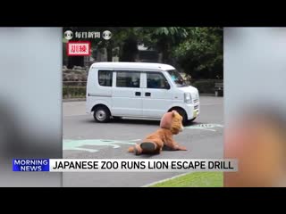 Japanese porn runs lion escape drill while lions watch from their enclosure