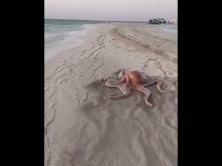 He’s gone walkabout…