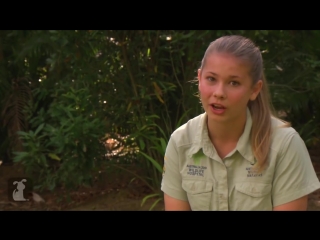 Bindi robert irwin feature dingos (mia) growing up wild