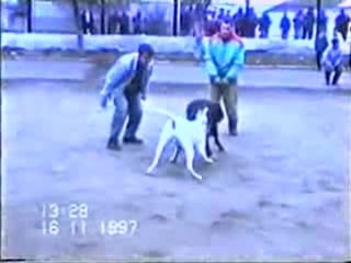 American bulldog vs cao