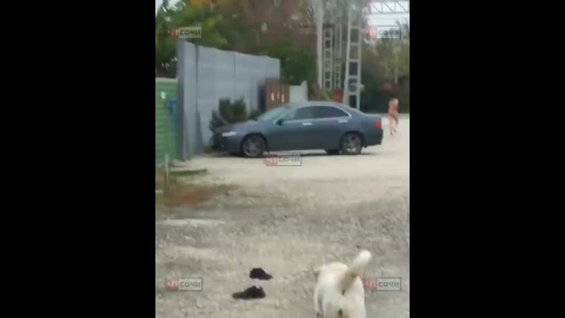 В сочи был замечен «маугли»