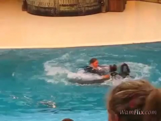 Video 5a00fef6d3cbb walrus and sealions show at seaworld san antonio texas