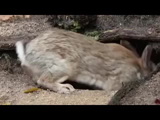 Семейство чон
