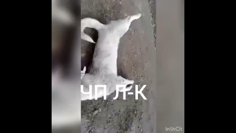 Неизвестные злоумышленники отравили несколько бездомных молодые