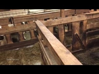 Месть овцы задиристому коту