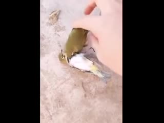 Очень грустно (vhs video)