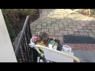 Fat squirrel steals pricey goods left out for delivery folks