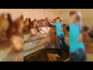 Дочь учит куриц