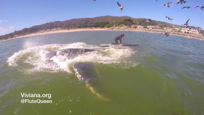 Горбатый кит выпрыгнул из воды в сантиметрах от девушки, катающейся на доске