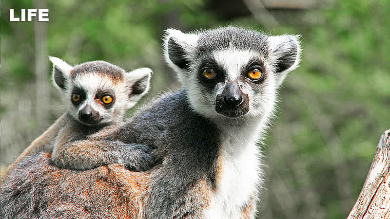 Малыши лемуры родились в москве