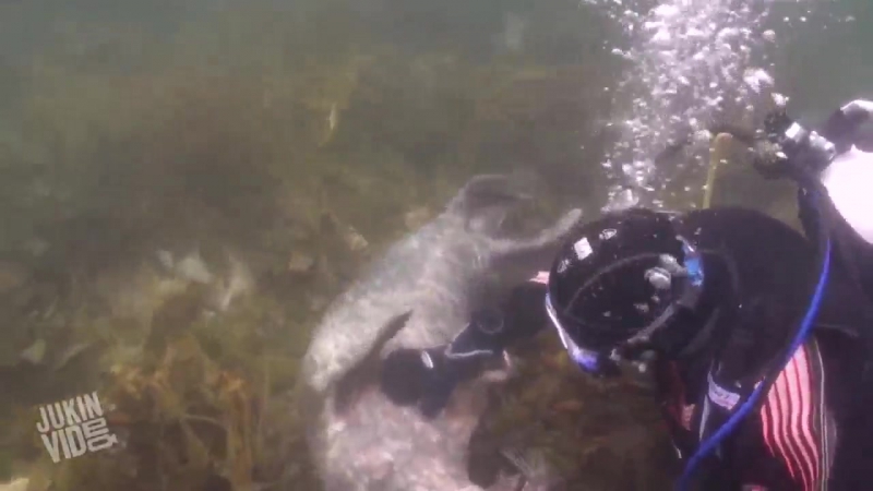 Дайвер играет с тюленем