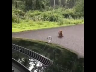 Убежал от мамки (vhs video)