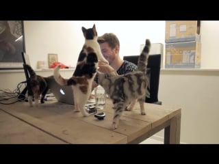 A day at poopy cat office