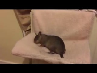 Гамбийский крыс madison