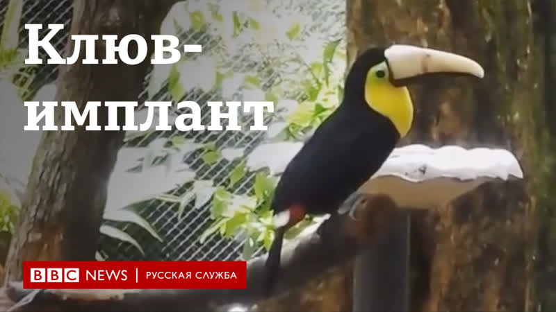 Тукан с клювом имплантом