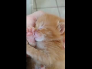 Милый котенок сосет пальчик