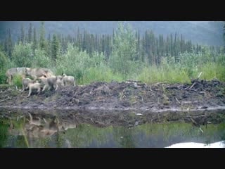 Wildlife camera in a national preserve in the yukon captured a large family of wolves and their pups