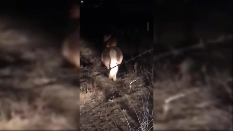 Pony porn video – Dog caught secretly riding a pony when owners arent home late at night