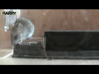 Японская мышелоа