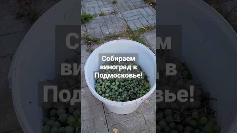 Чача и вино из подмосковного винограда! собираем урожай!
