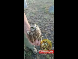 Поворот головы совы почти на 360º