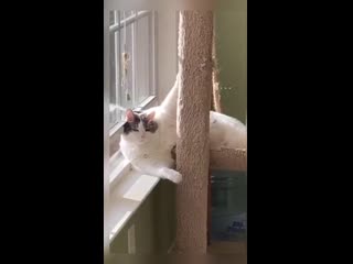 Девушка, вашей маме зять не нужен?