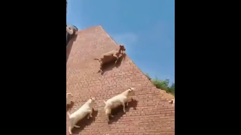 Горные козлы