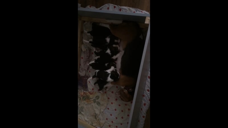 Бигли щенки 🐶