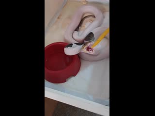 Super high white pied tiger poss het albino