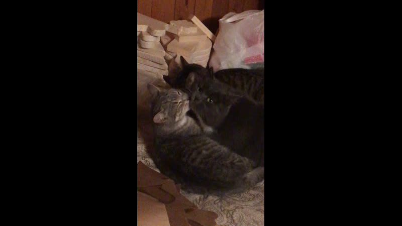 Тося и гретта 3