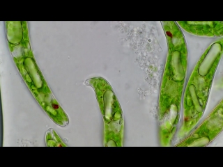 Paramylon bodies inside of euglena